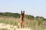 MALINOIS 331